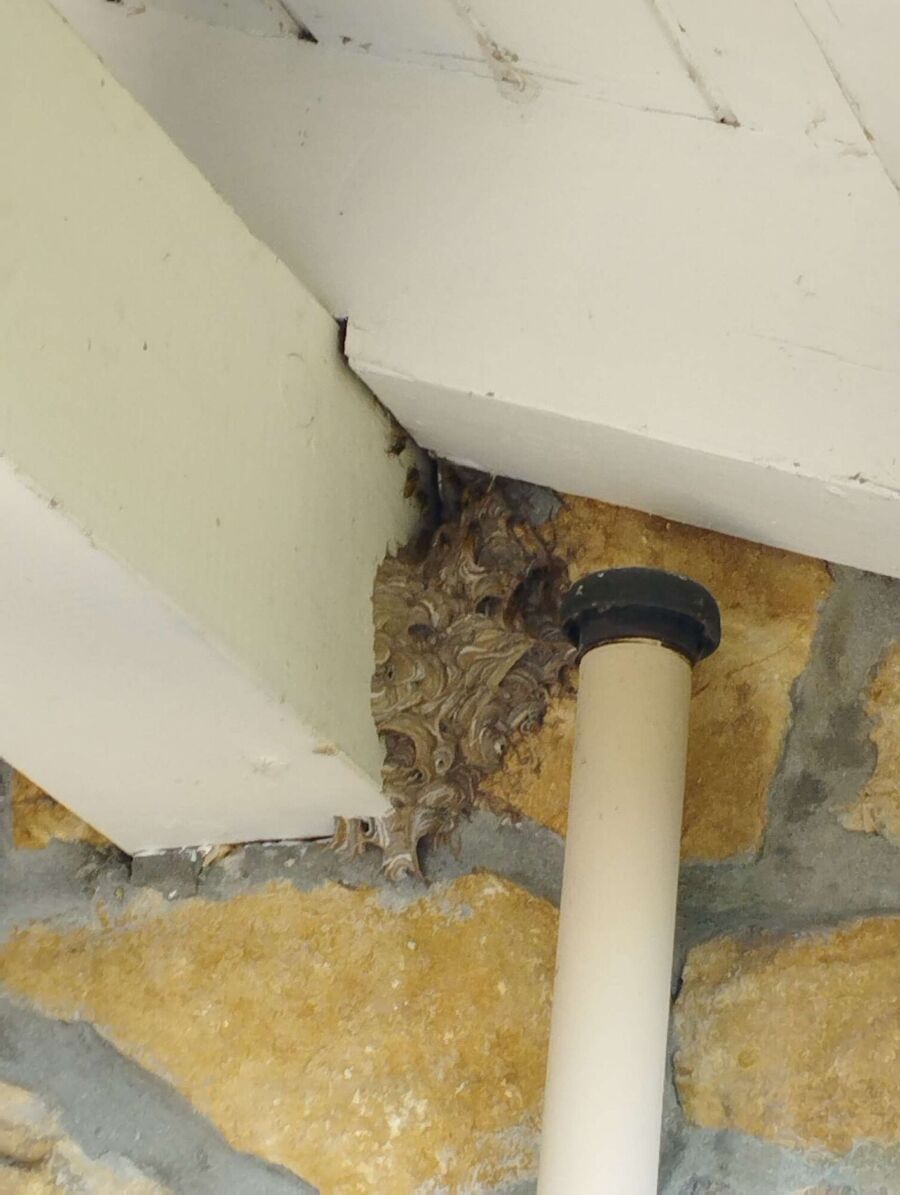 essaim d abeille enlevement