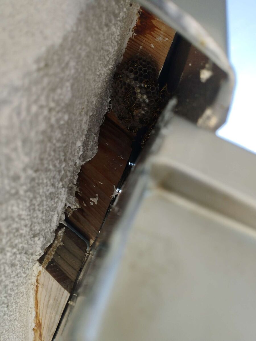 nid d abeille que faire