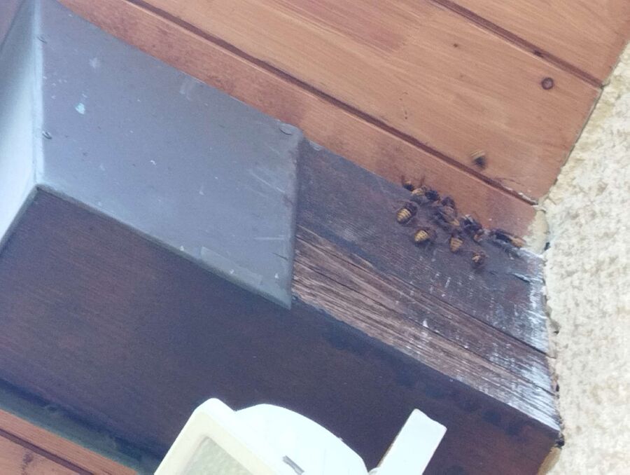 ruche abeille maison que faire