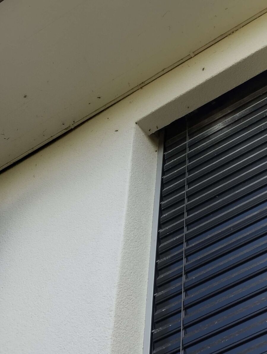 ruche abeille maison que faire