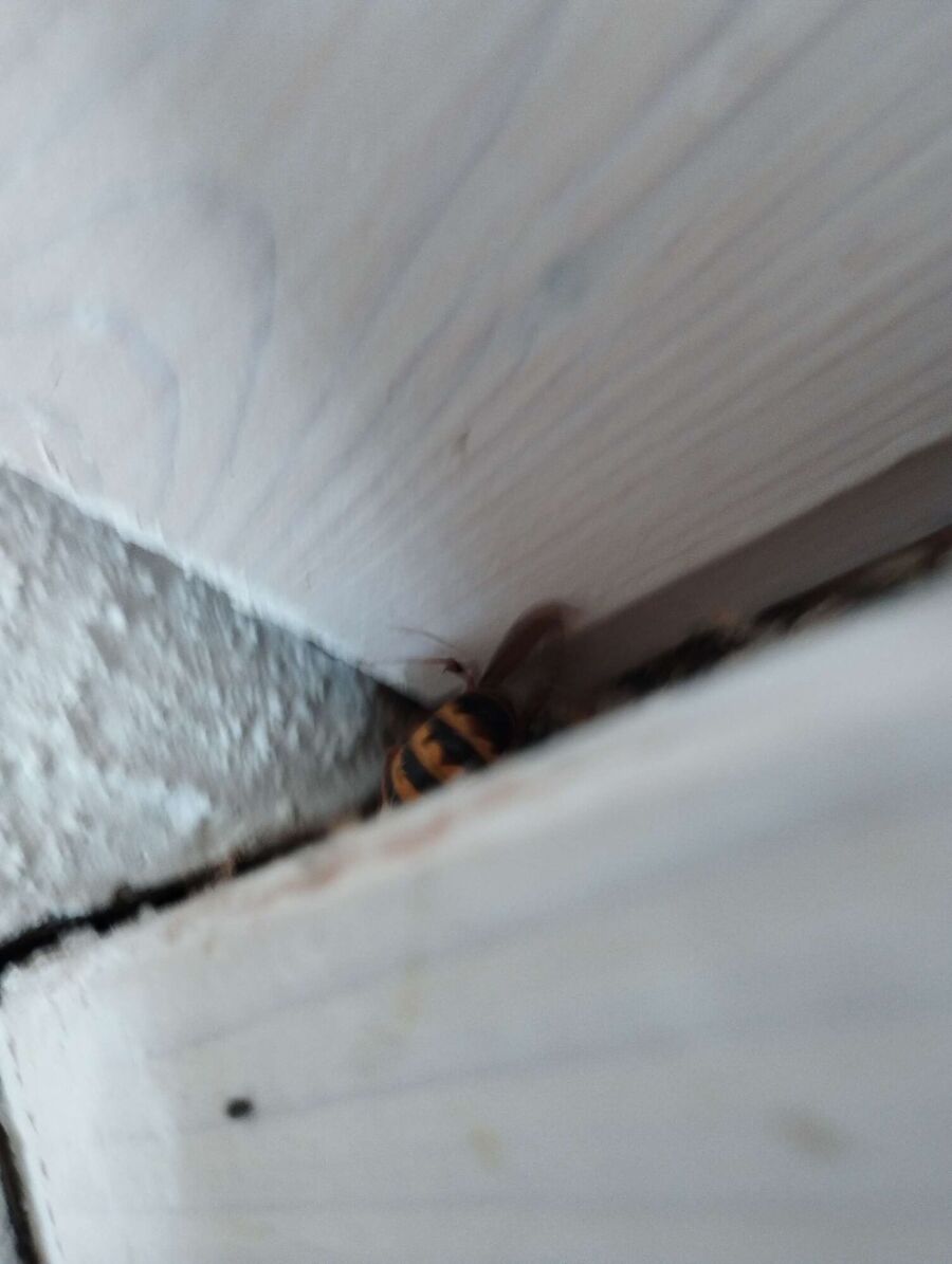 enlever un nid d abeille