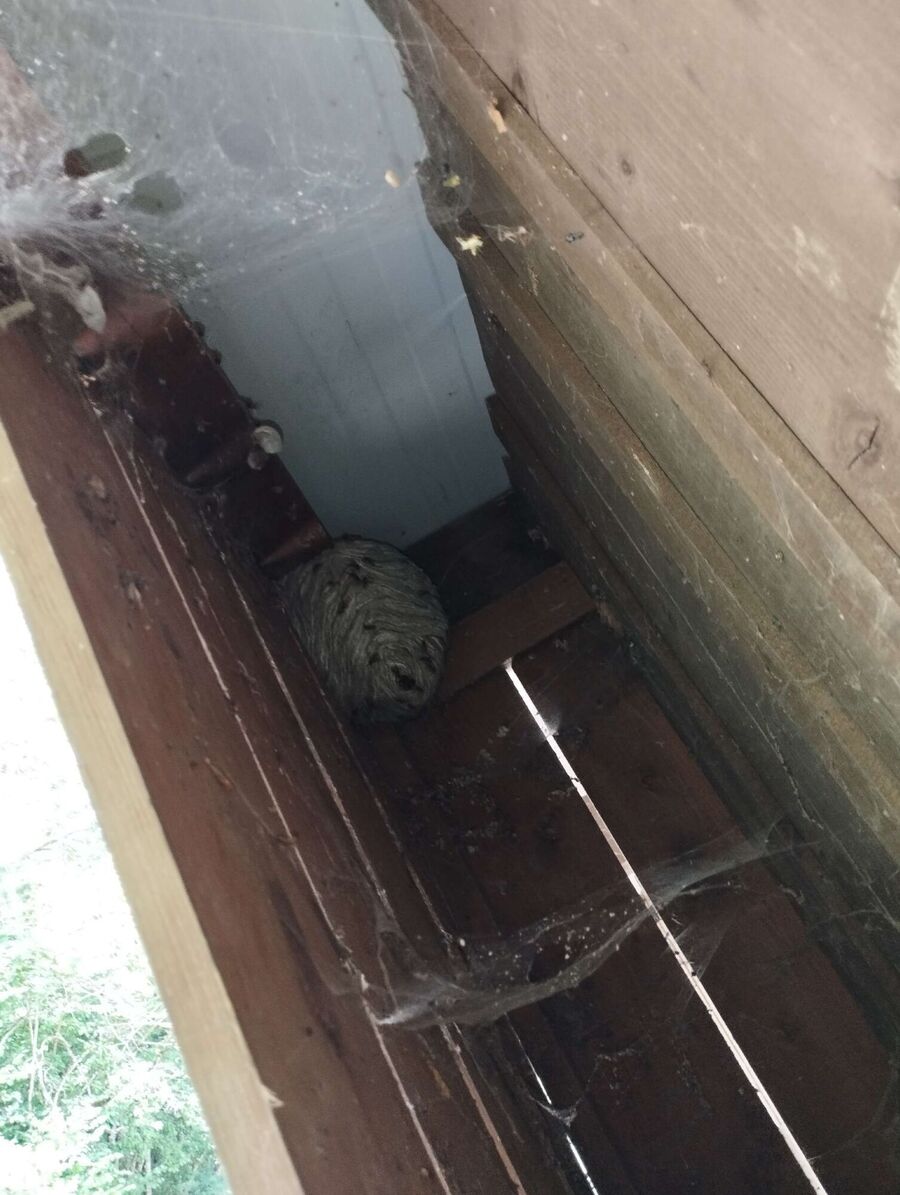 essaim d abeille enlevement