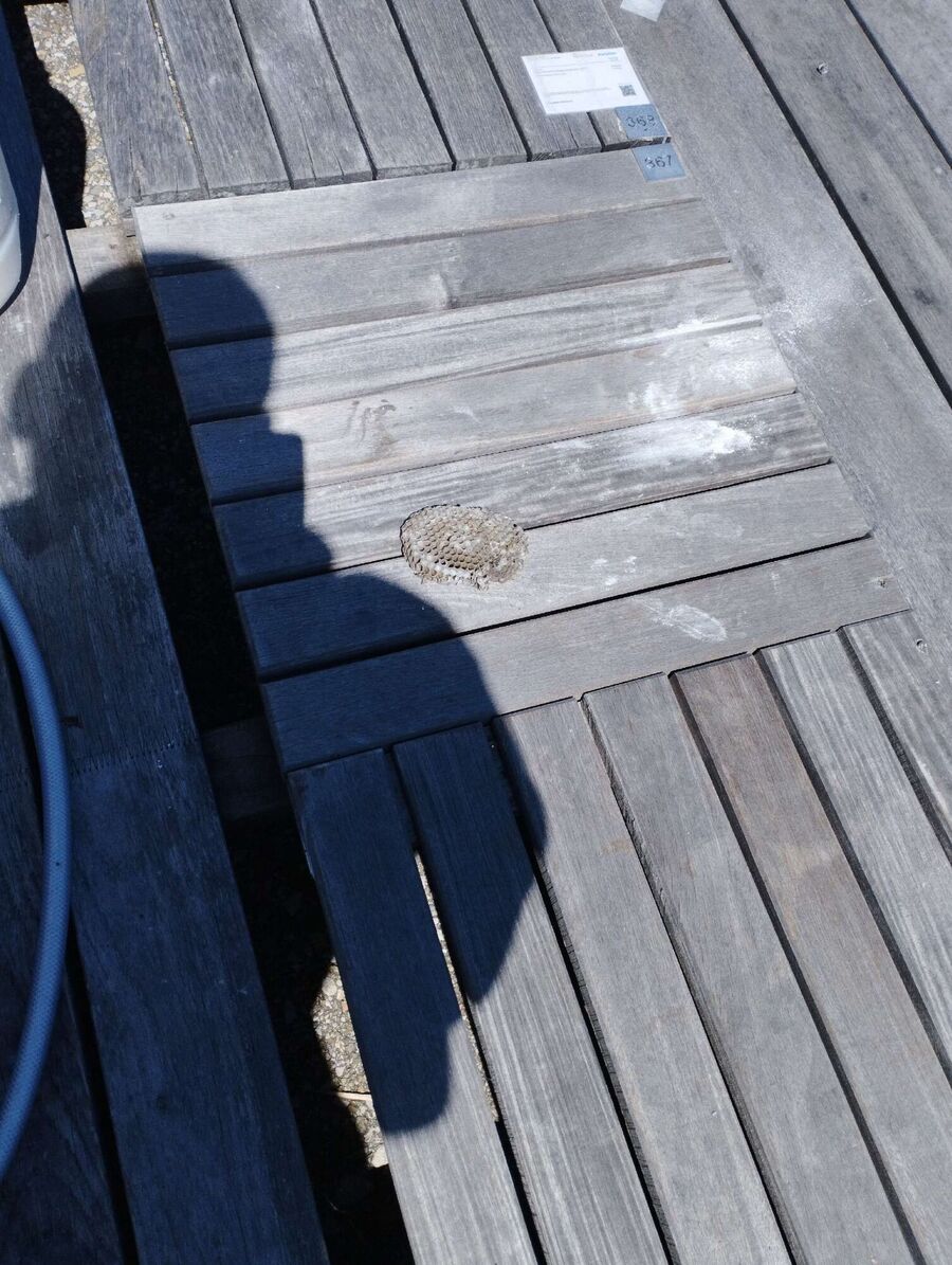 ruche abeille maison que faire