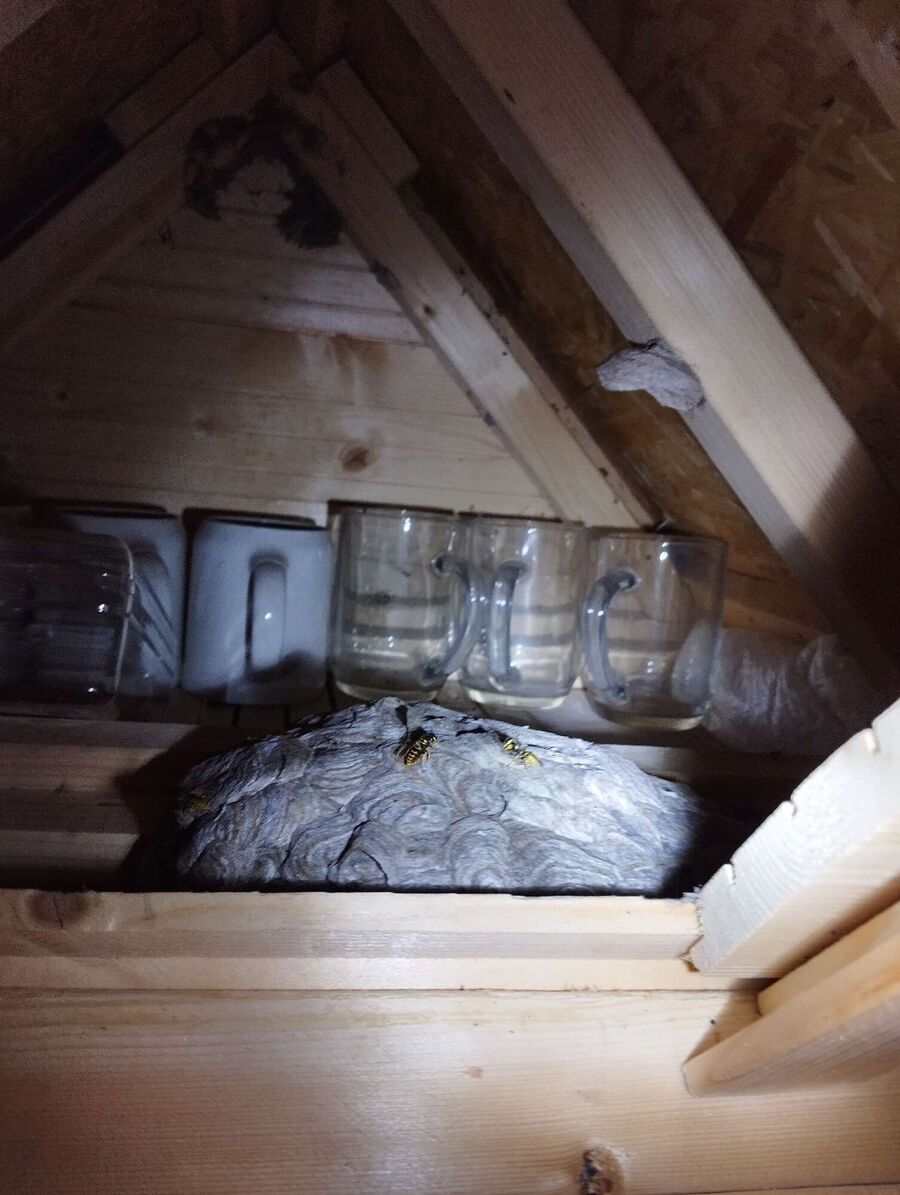 nid d abeille que faire