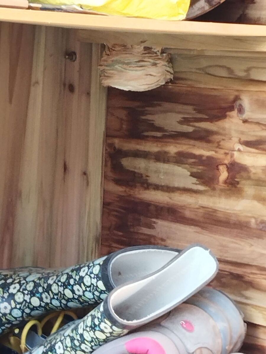 ruche abeille maison que faire