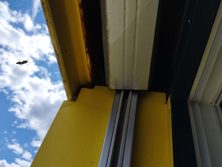 essaim d abeille enlevement