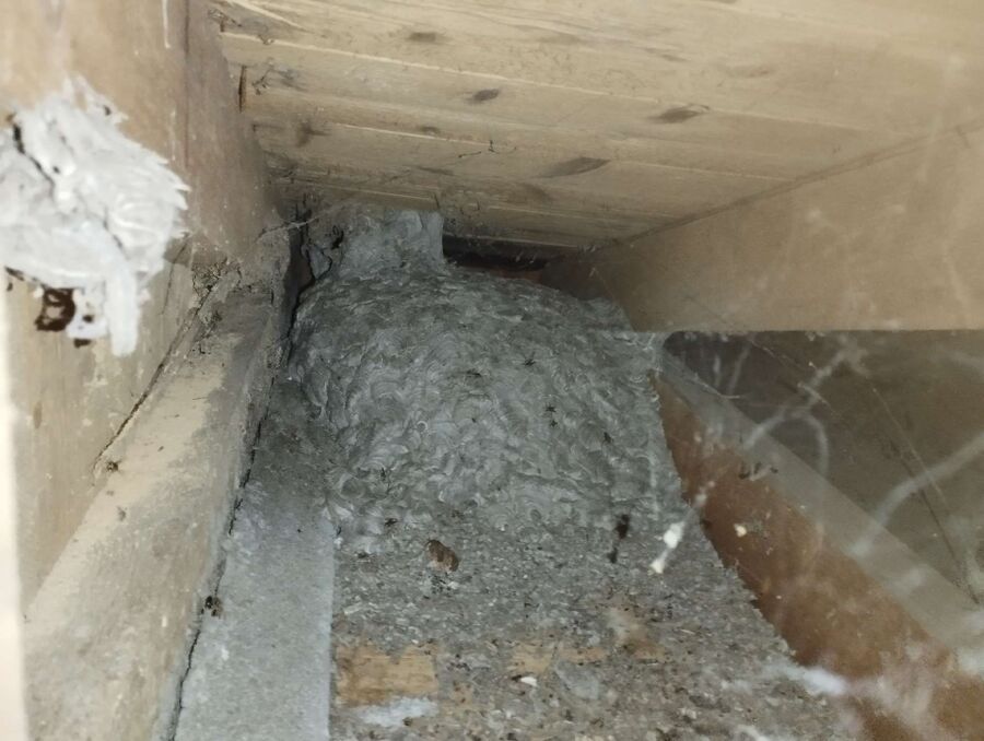 essaim d abeille enlevement