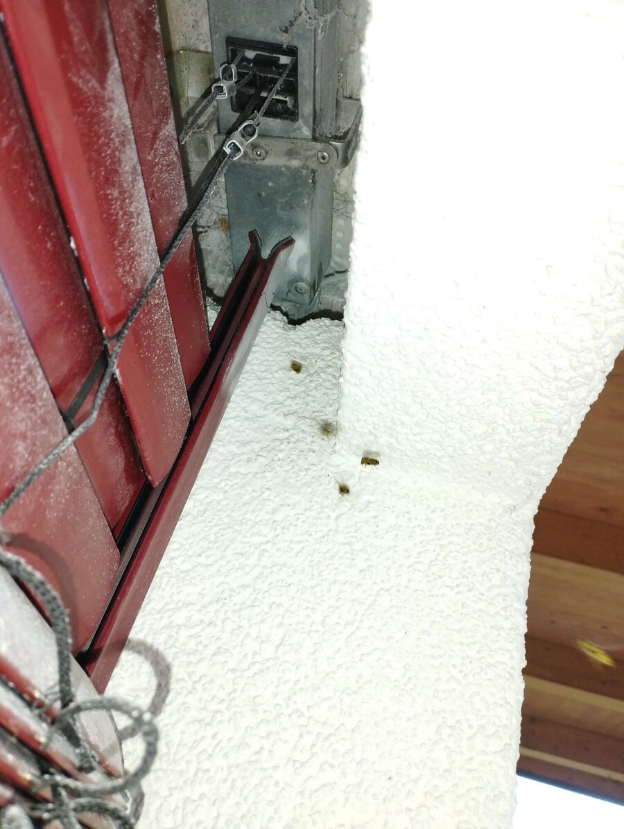 ruche abeille maison que faire