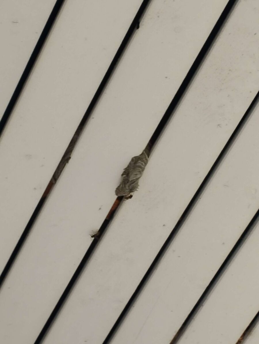 ruche abeille maison que faire