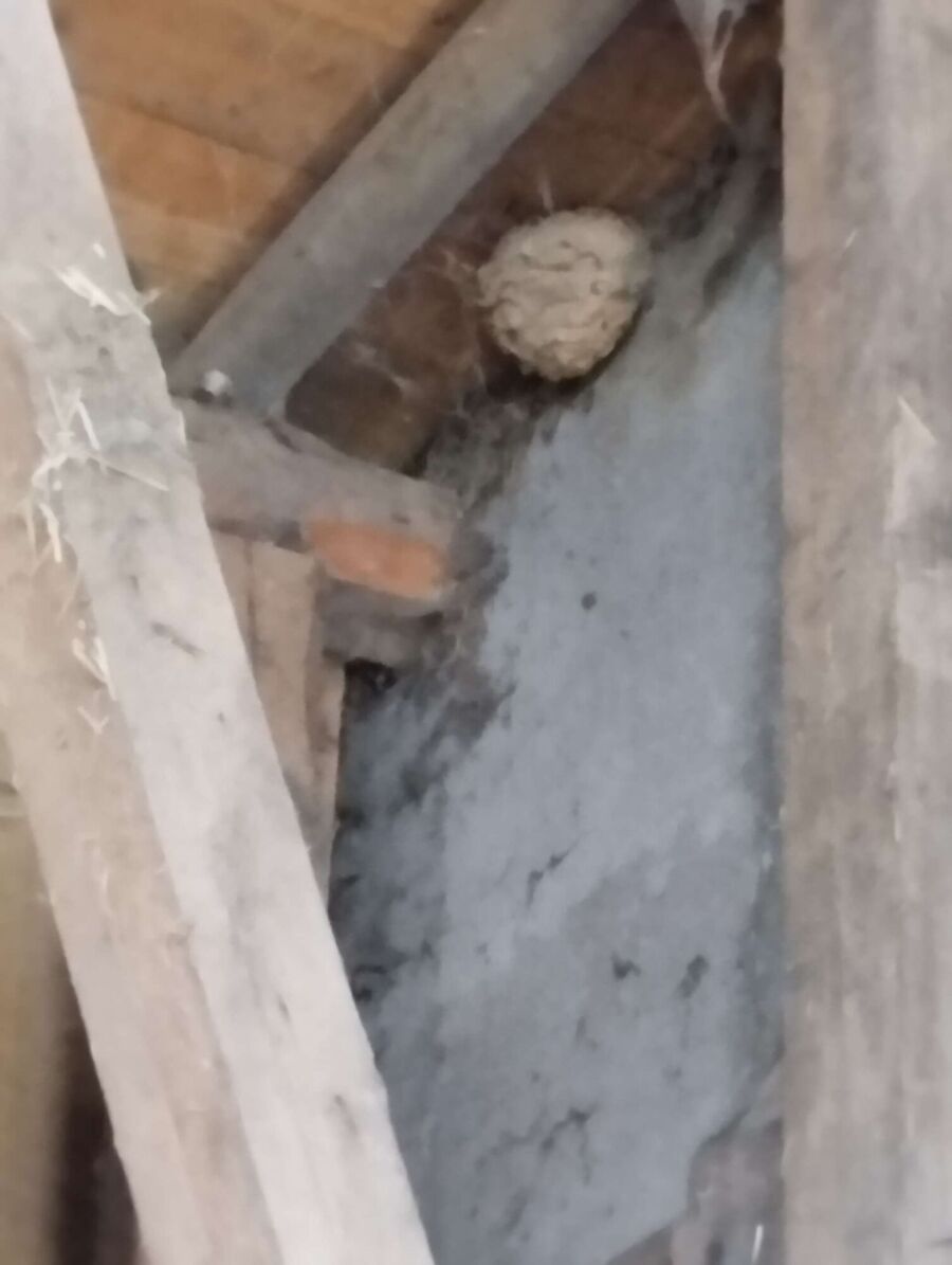 essaim d abeille enlevement