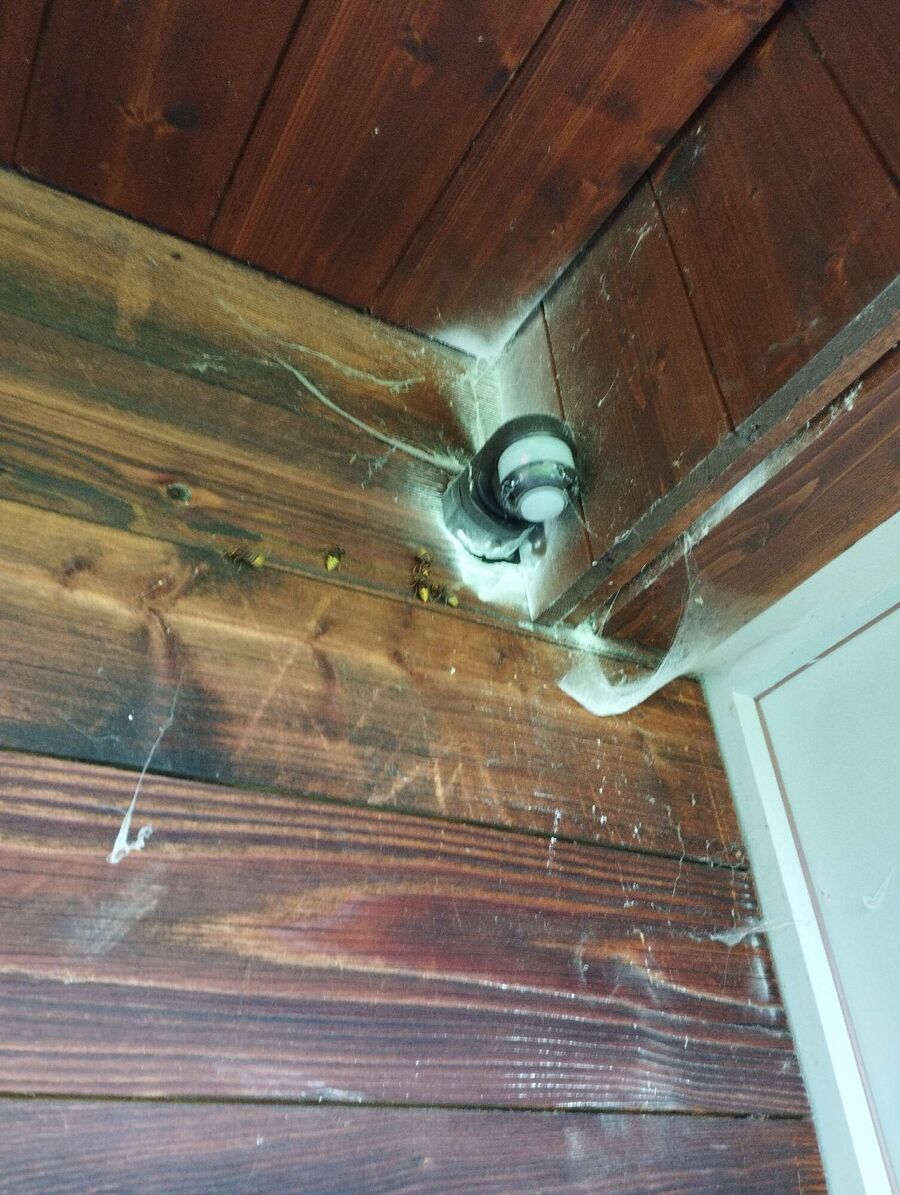 essaim d abeille enlevement