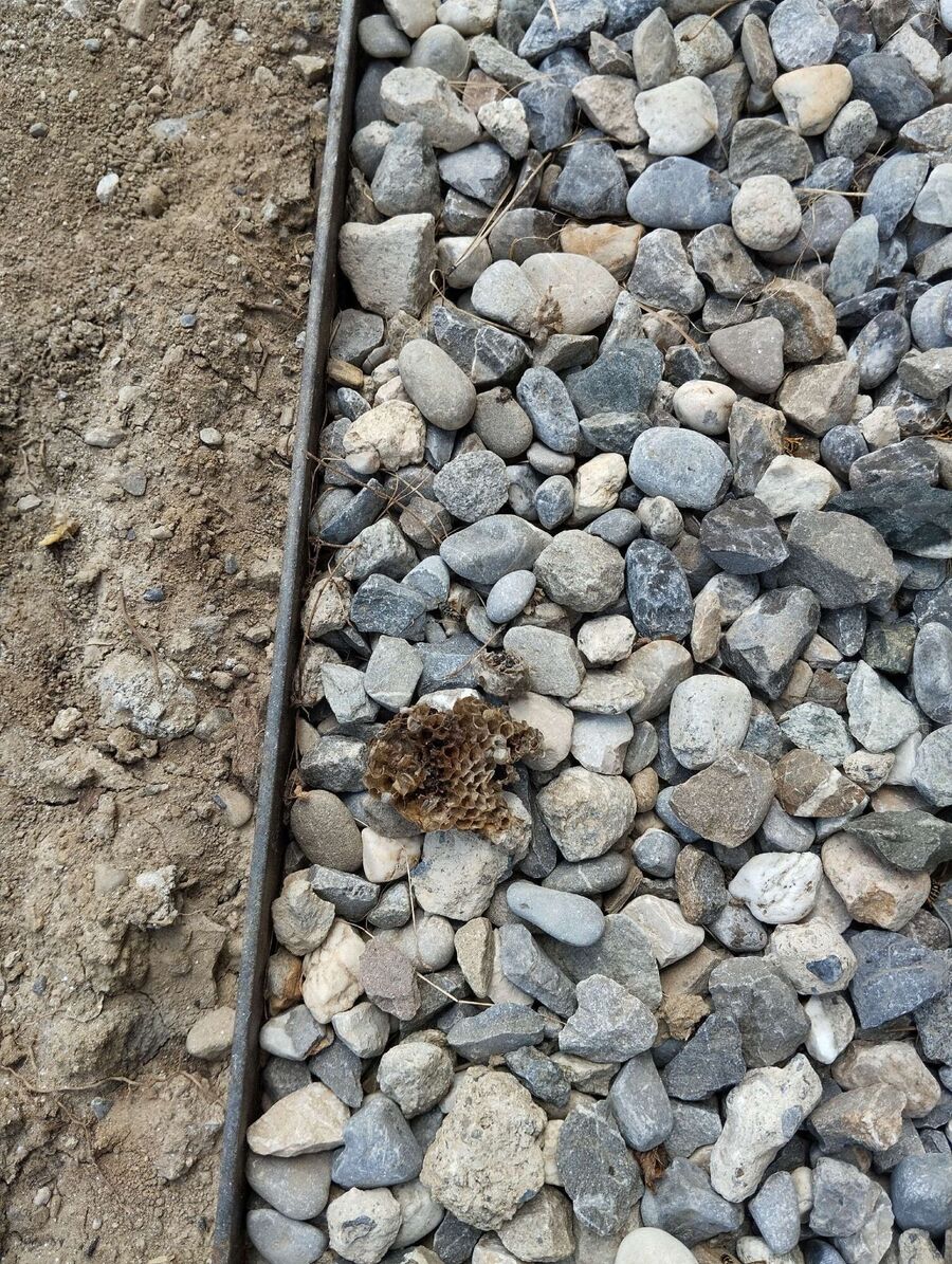 essaim d abeille enlevement