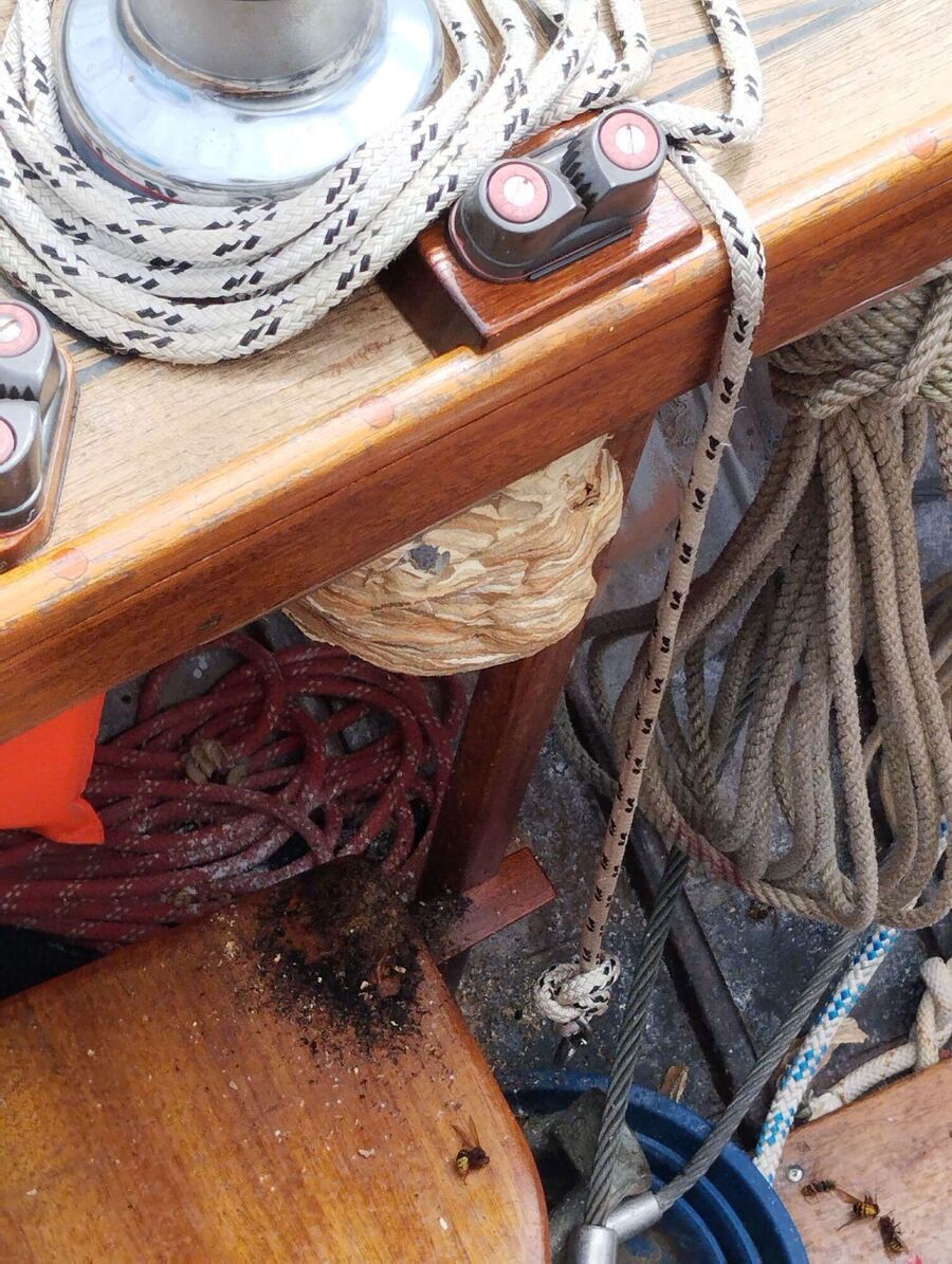 ruche abeille maison que faire