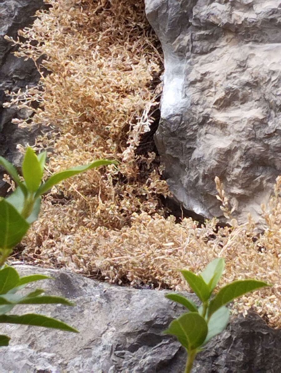 essaim d abeille enlevement