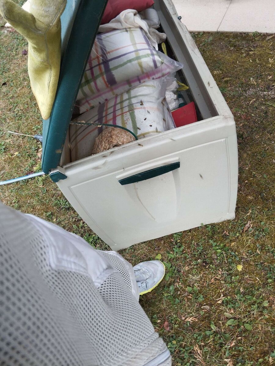 ruche abeille maison que faire