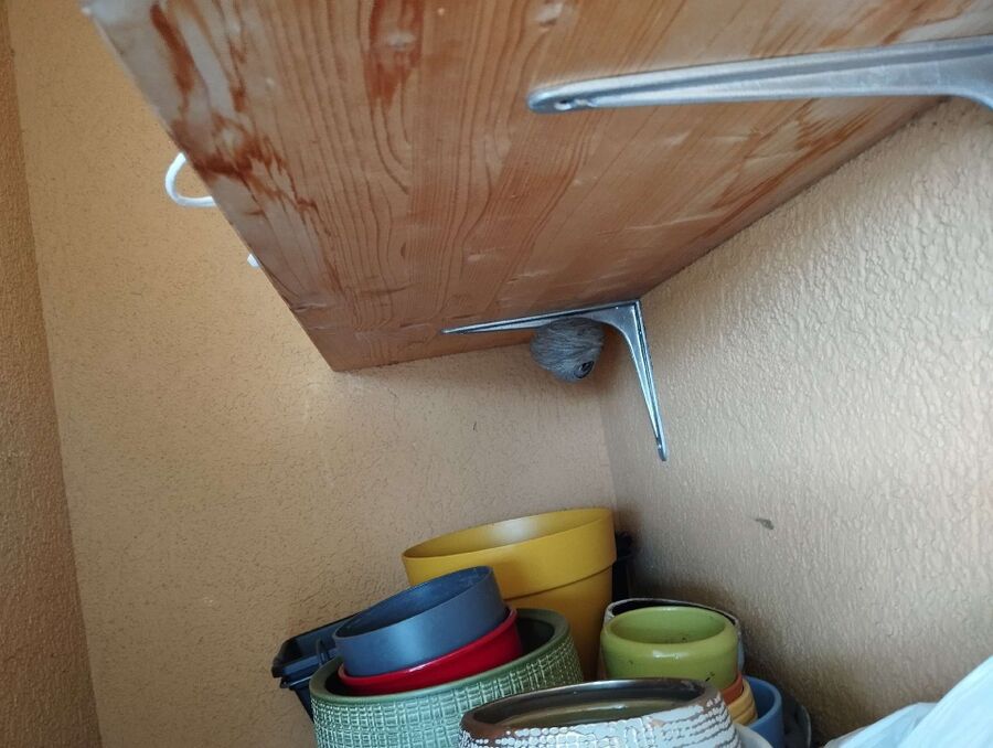 nid d abeille que faire