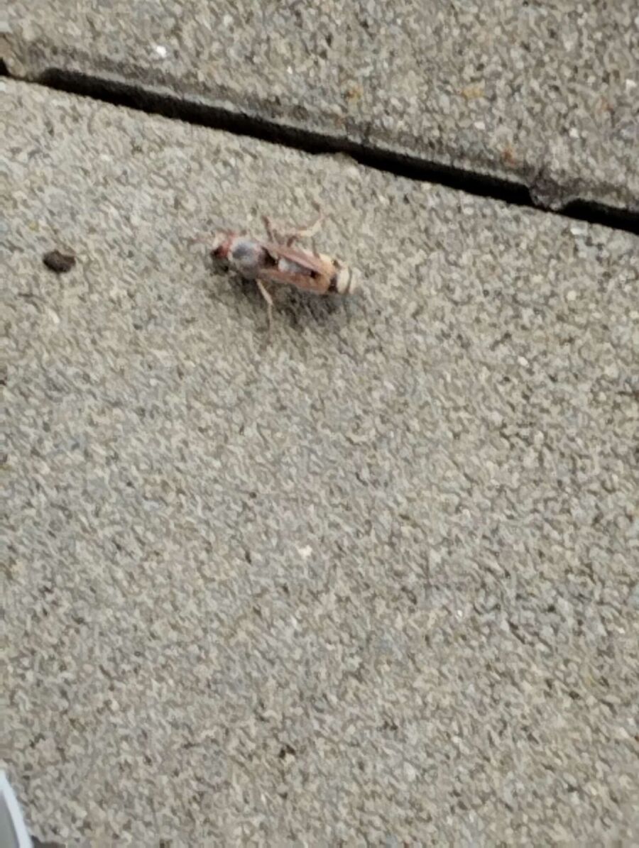 ruche abeille maison que faire