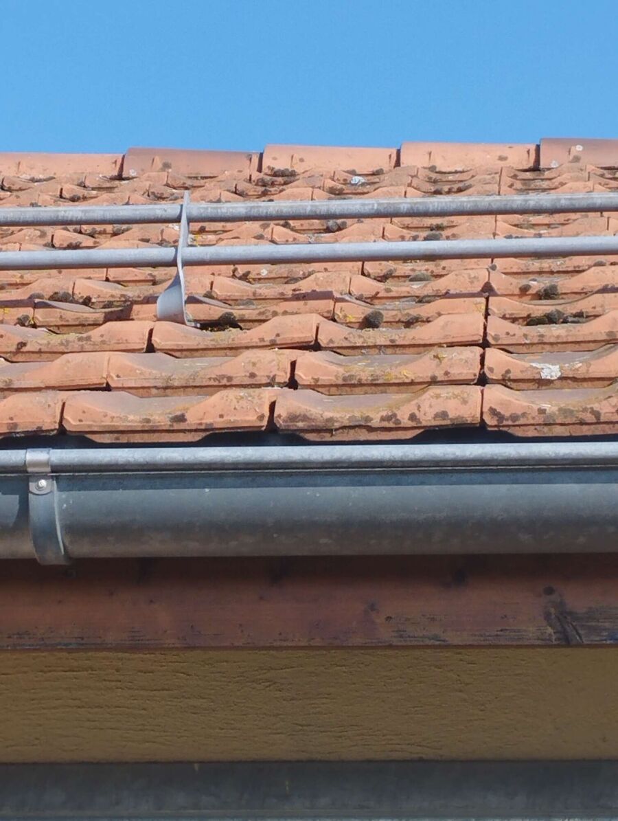 ruche abeille maison que faire