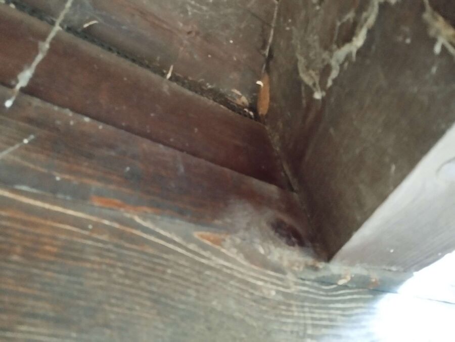 nid d abeille que faire