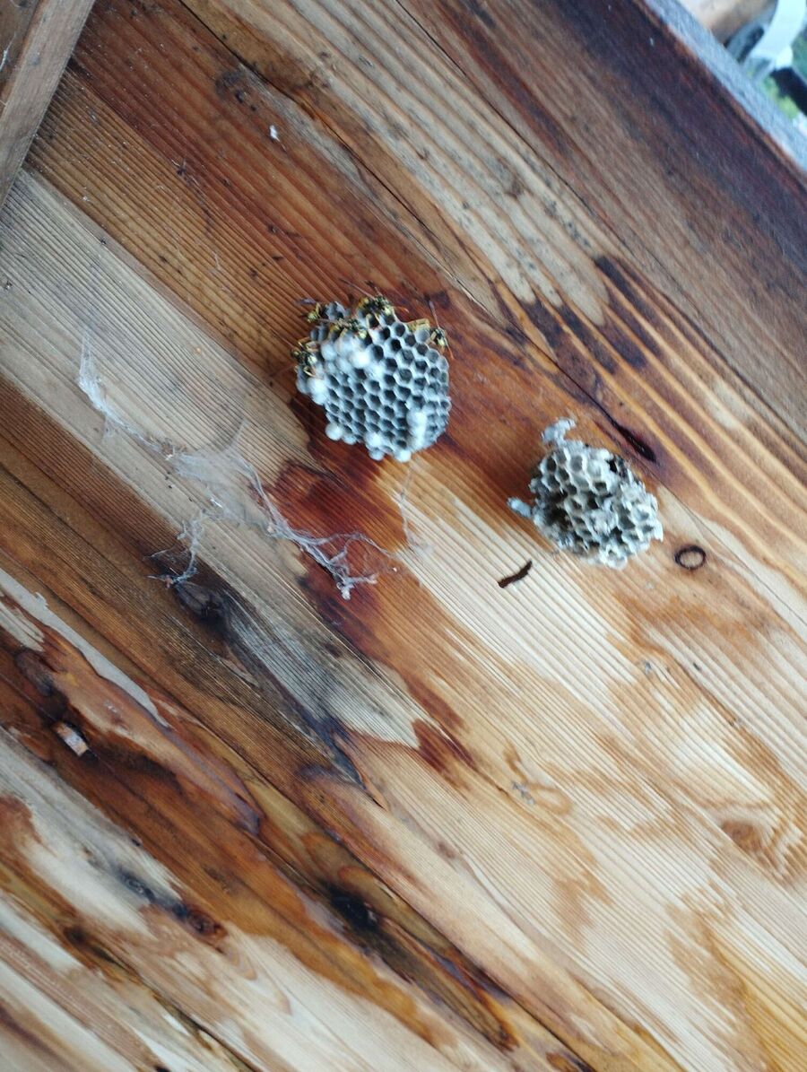 ruche abeille maison que faire