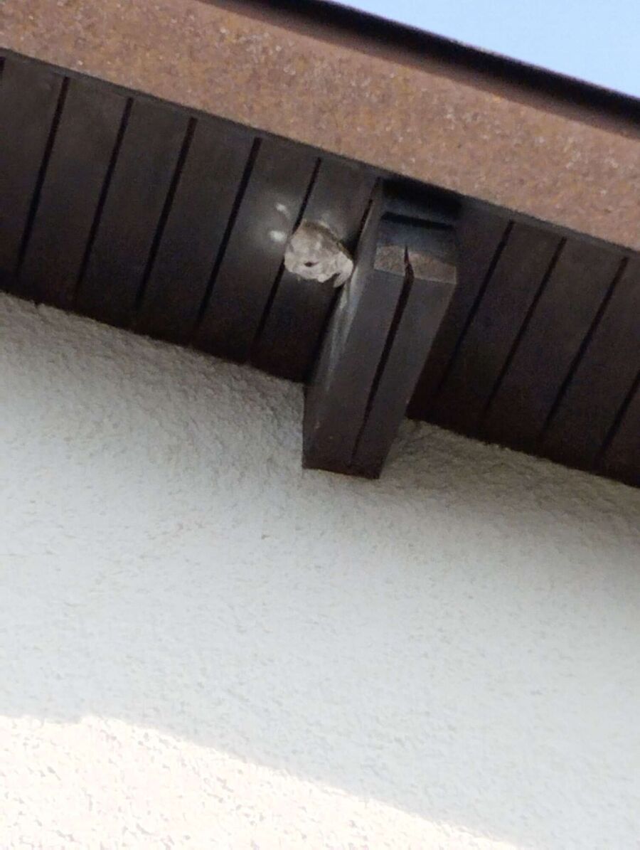 enlever un nid d abeille