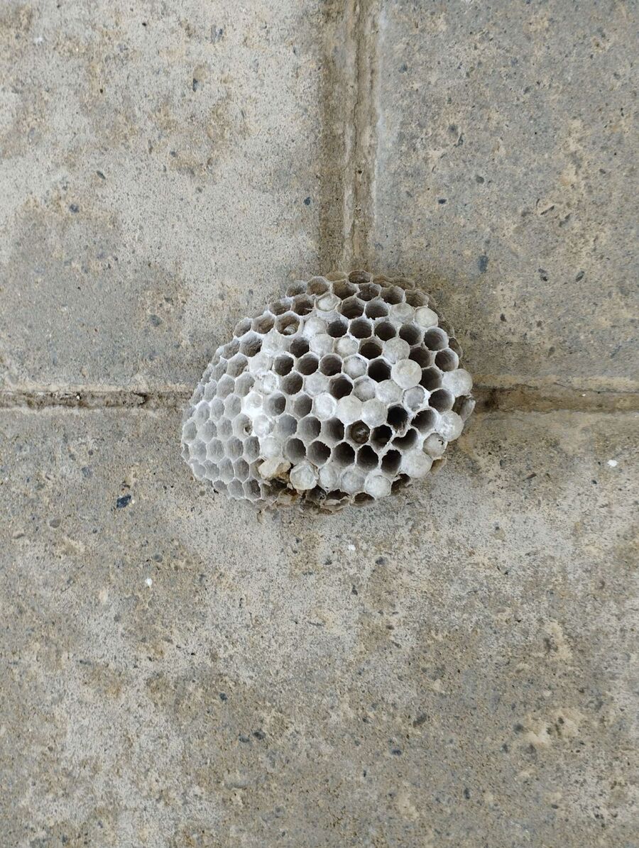 ruche abeille maison que faire