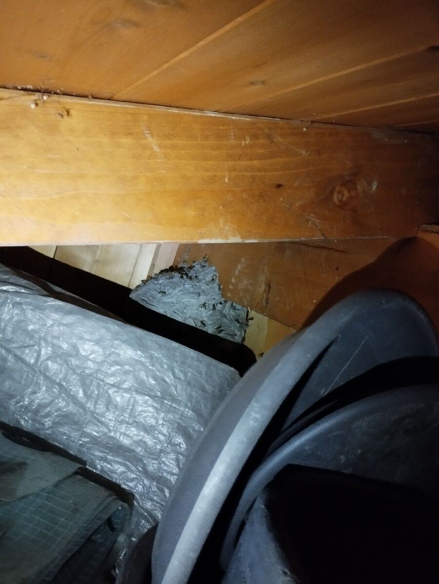 ruche abeille maison que faire