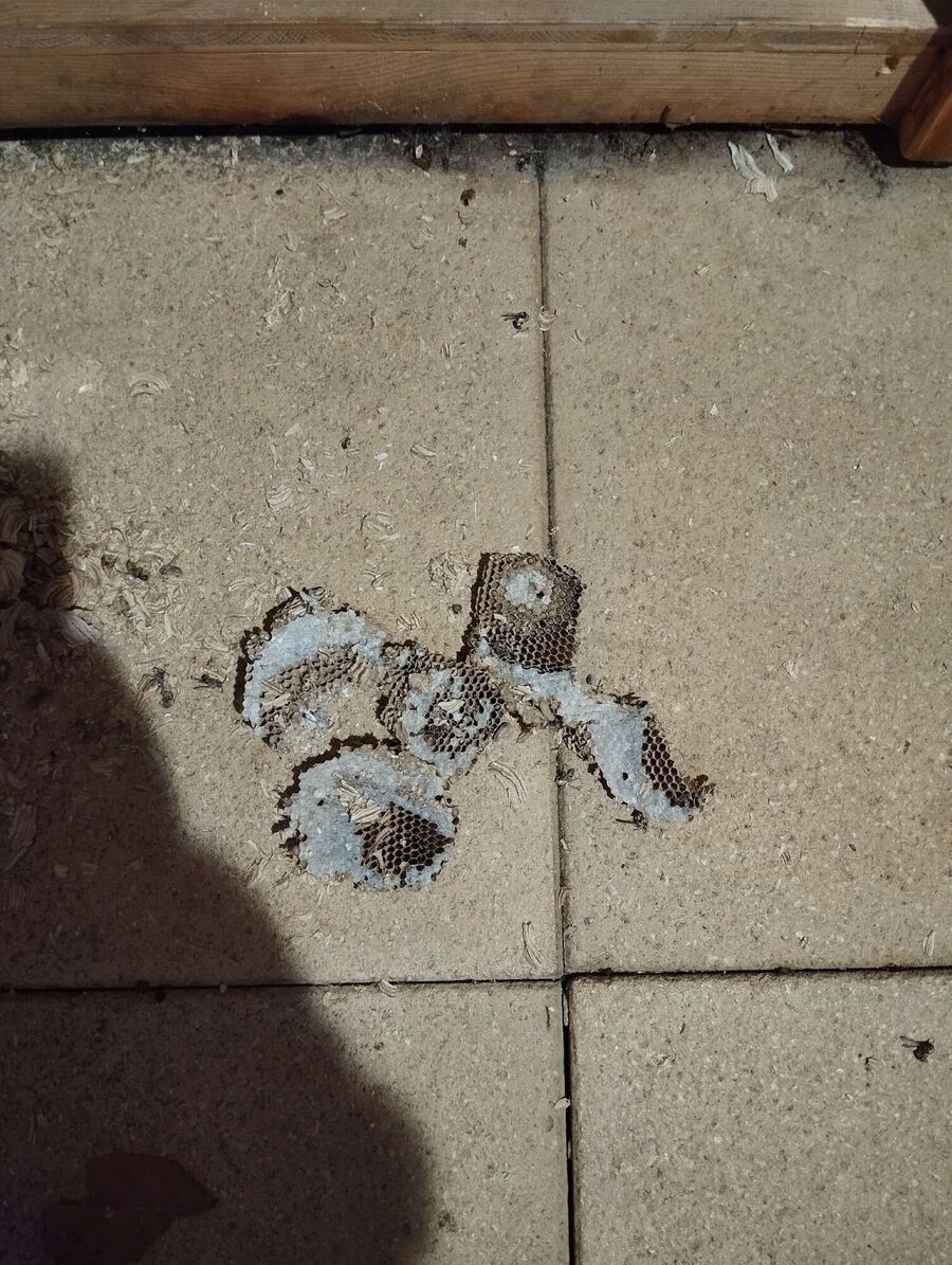 essaim d abeille enlevement