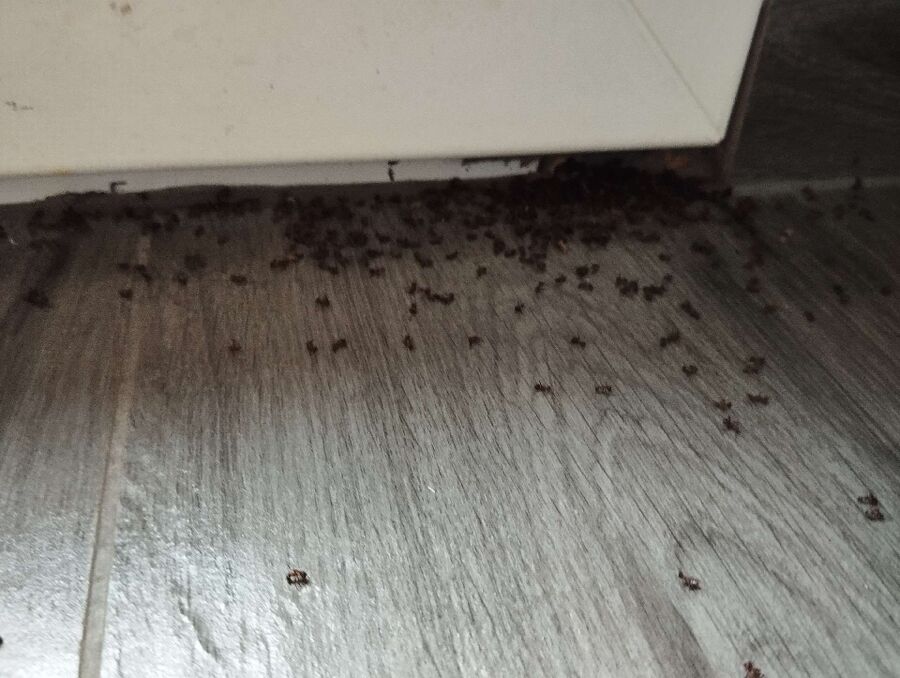 ruche abeille maison que faire