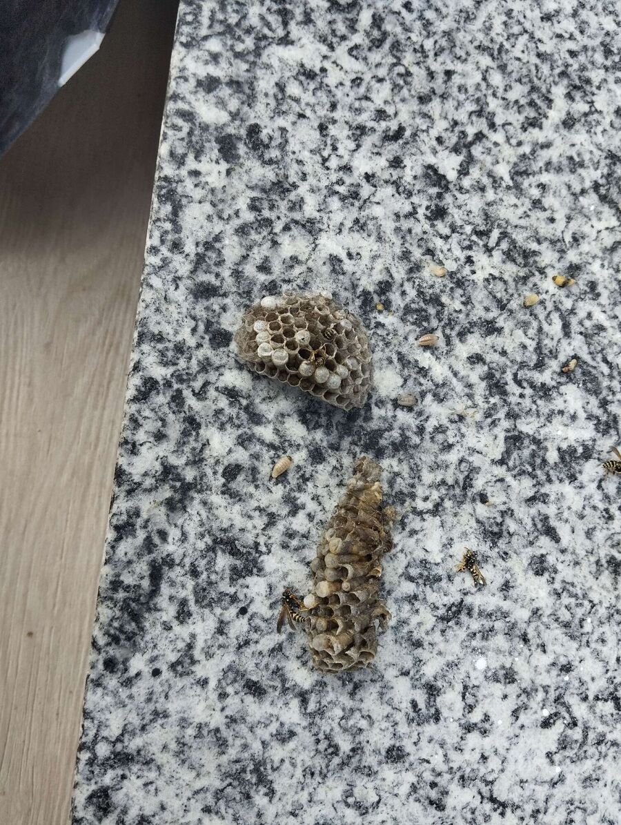 essaim d abeille enlevement