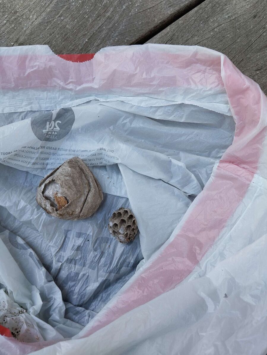 essaim d abeille enlevement