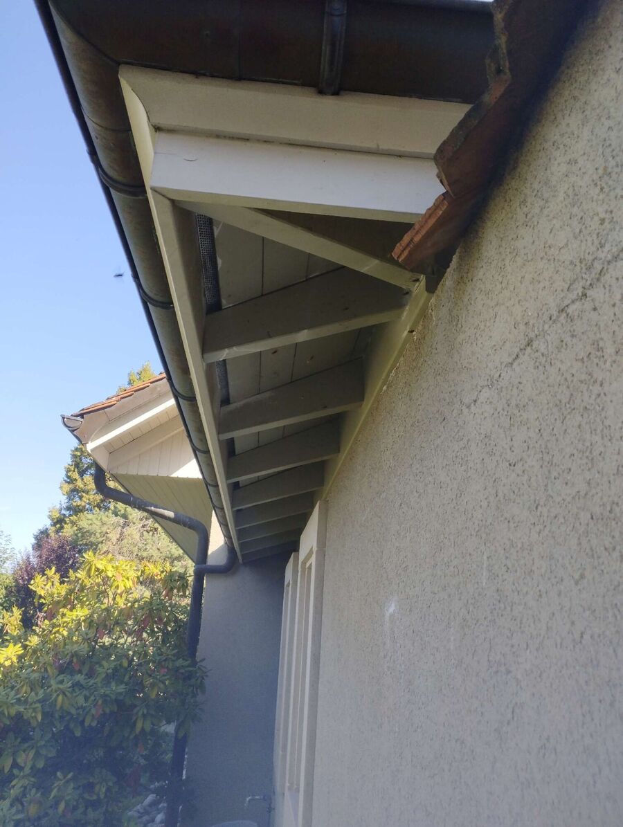 ruche abeille maison que faire