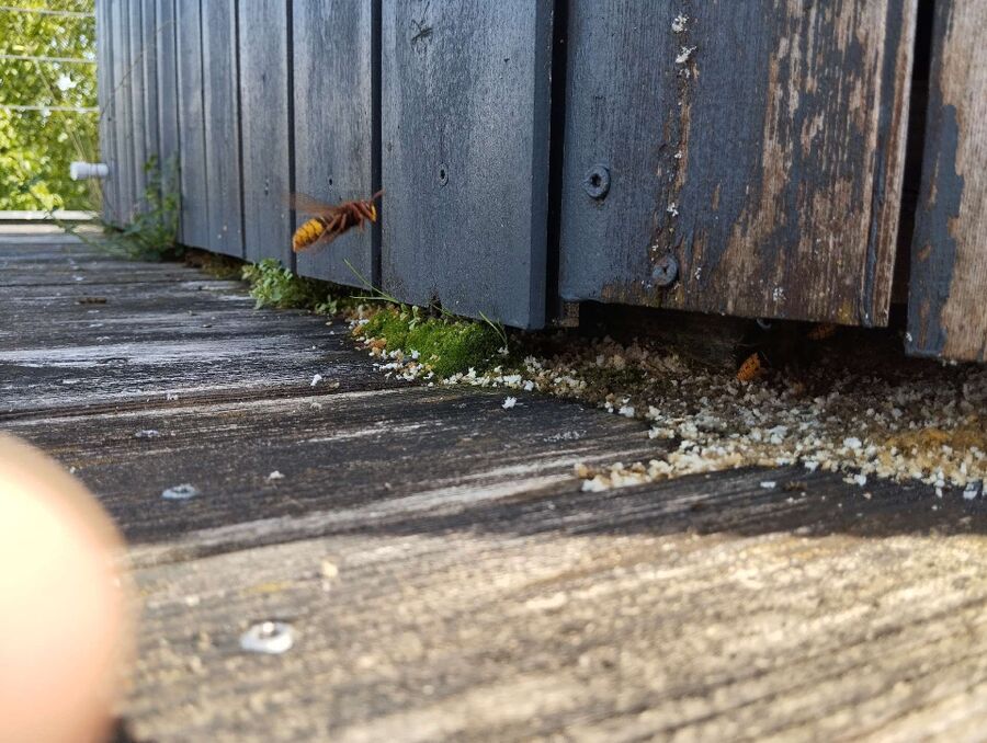 essaim d abeille enlevement