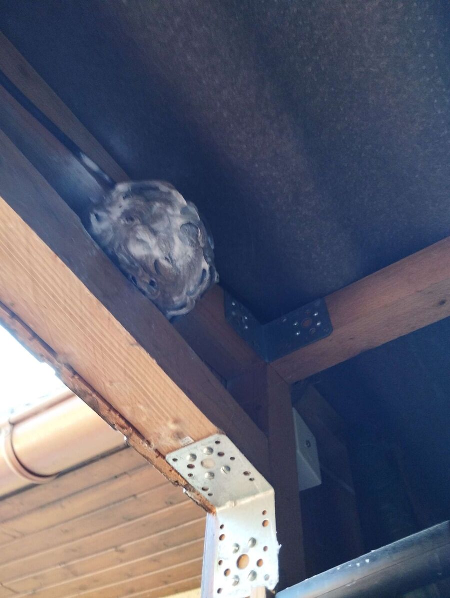 ruche abeille maison que faire