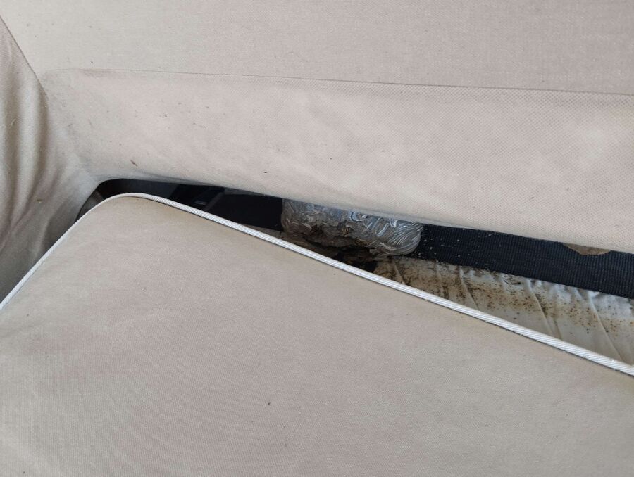 essaim d abeille enlevement