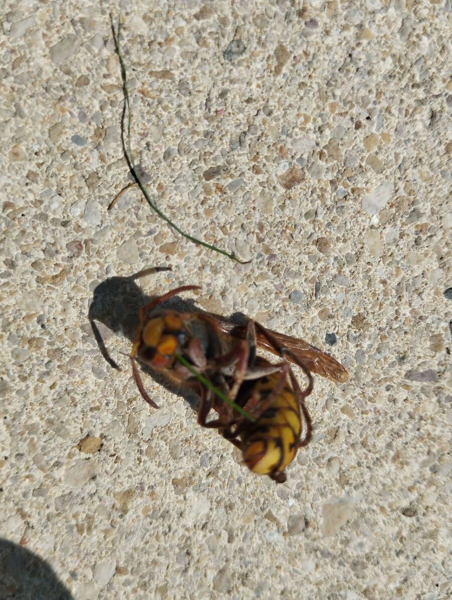 enlever un nid d abeille