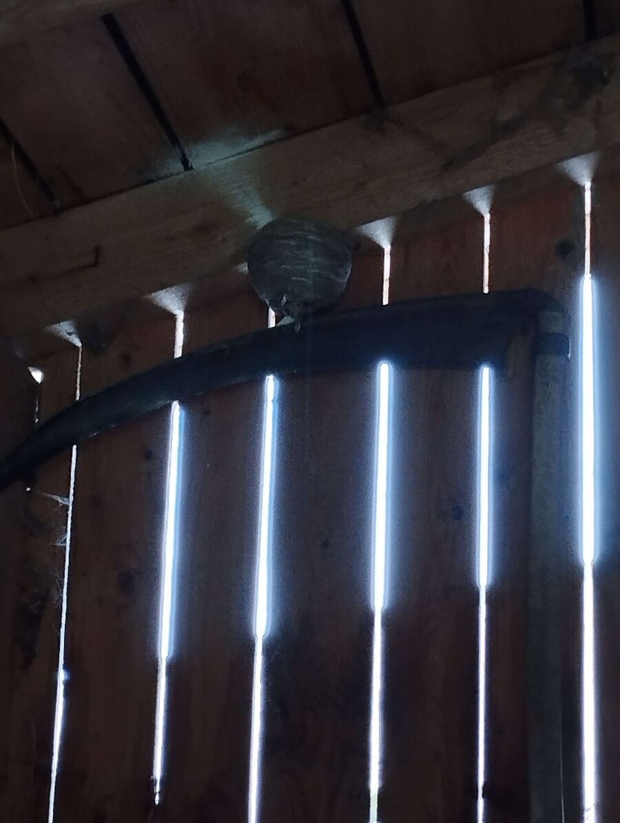 nid d abeille que faire