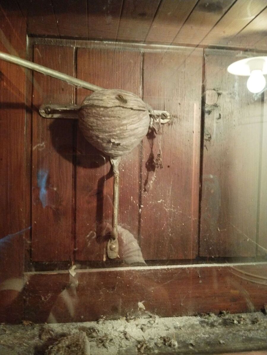 ruche abeille maison que faire