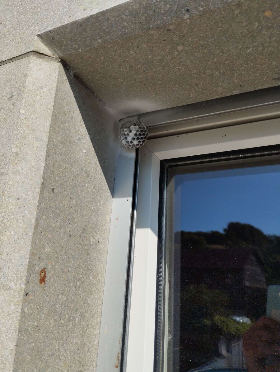 essaim d abeille enlevement