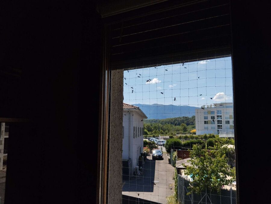 ruche abeille maison que faire