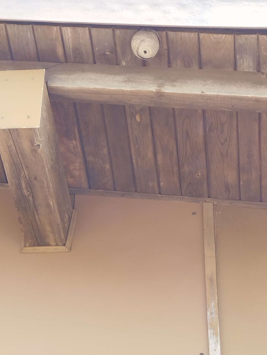 essaim d abeille enlevement