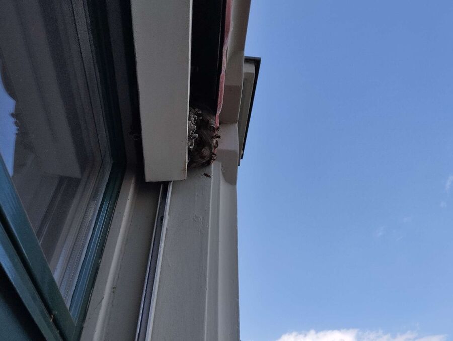 ruche abeille maison que faire