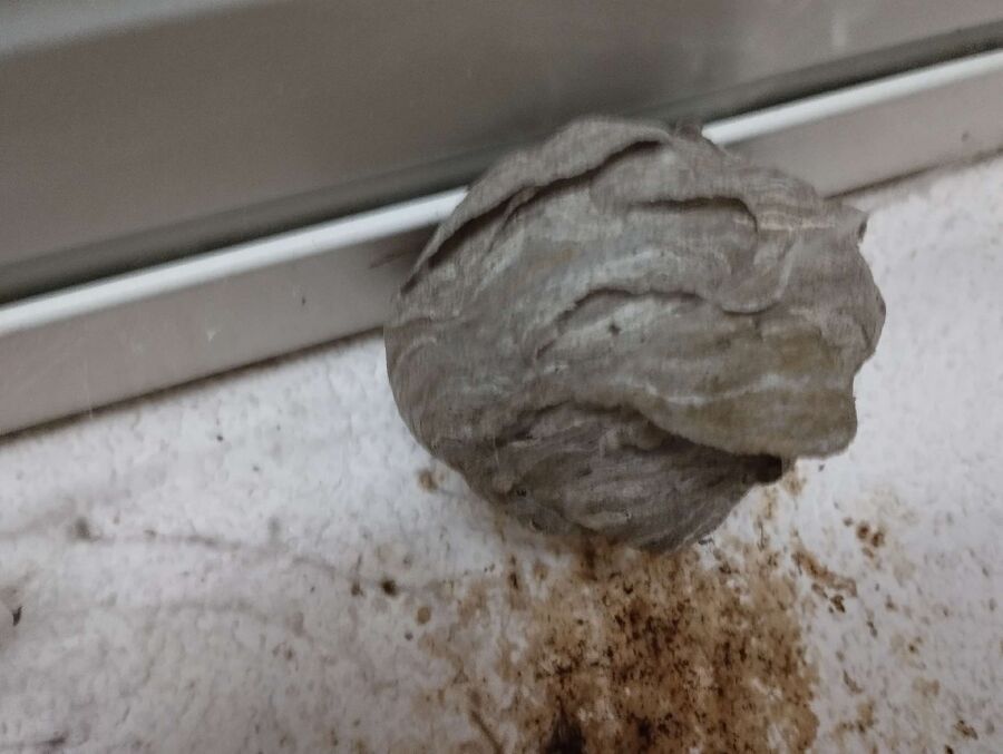 nid d abeille que faire