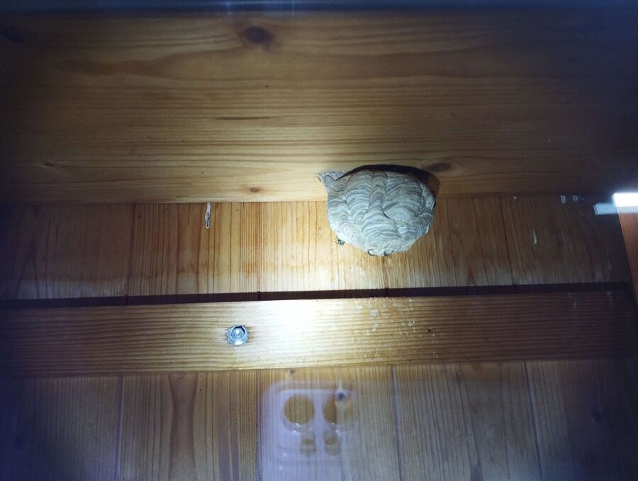 ruche abeille maison que faire