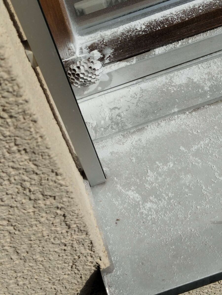 essaim d abeille enlevement