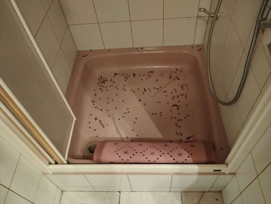 enlever un nid d abeille