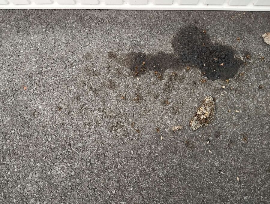 ruche abeille maison que faire