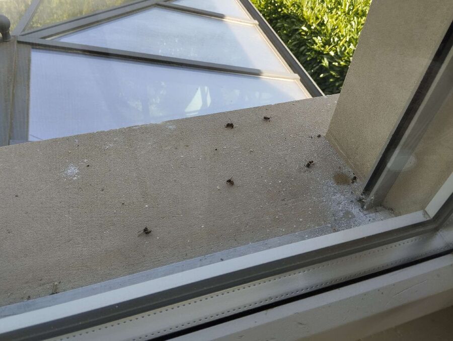 essaim d abeille enlevement