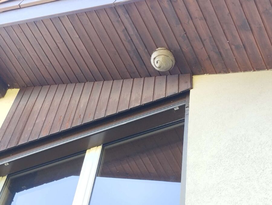 enlever un nid d abeille