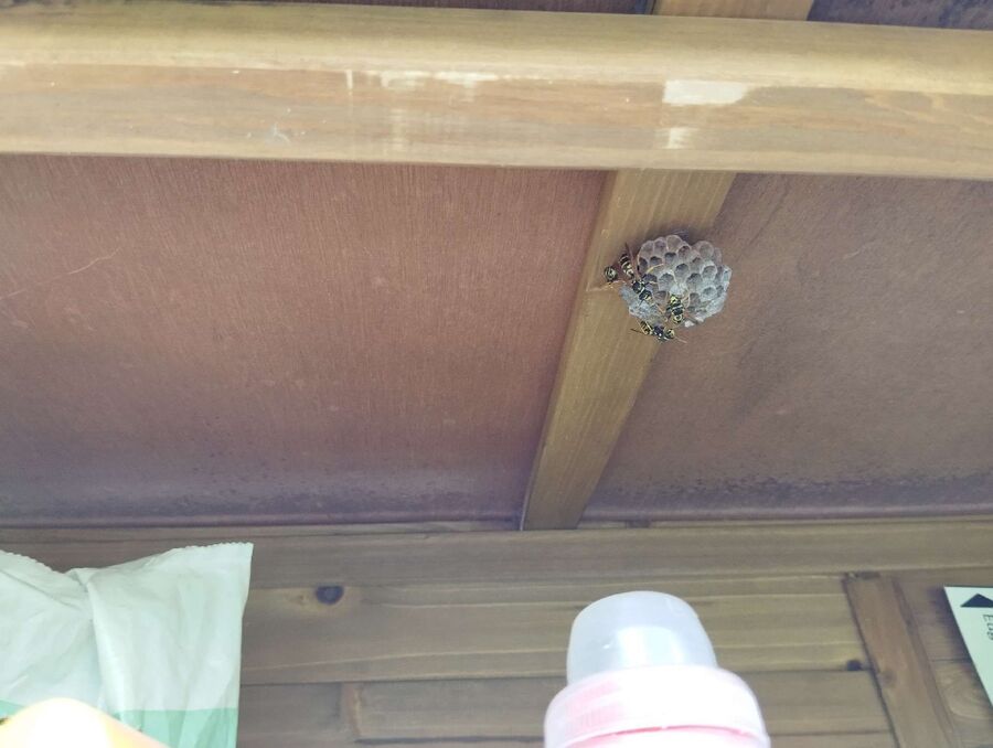 nid d abeille que faire